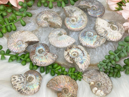 small-rainbow-ammonite-fossils