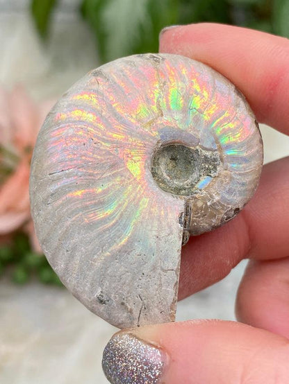 small-colorful-rainbow-ammonite