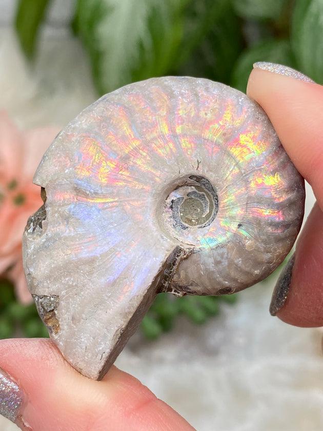 small-colorful-rainbow-ammonite