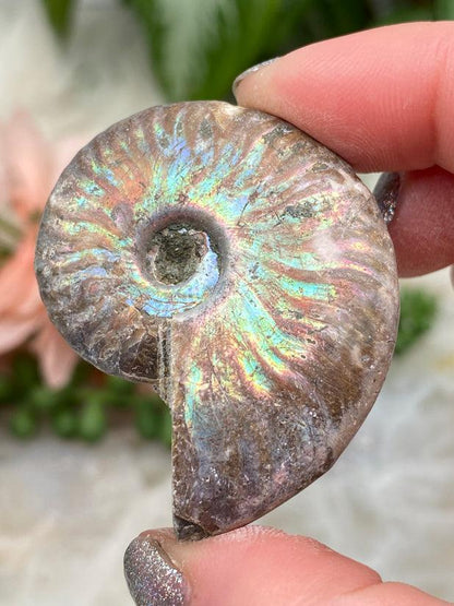 small-colorful-rainbow-ammonite