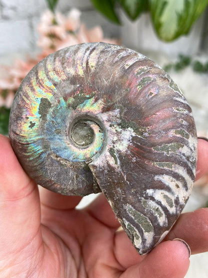large-rainbow-ammonite