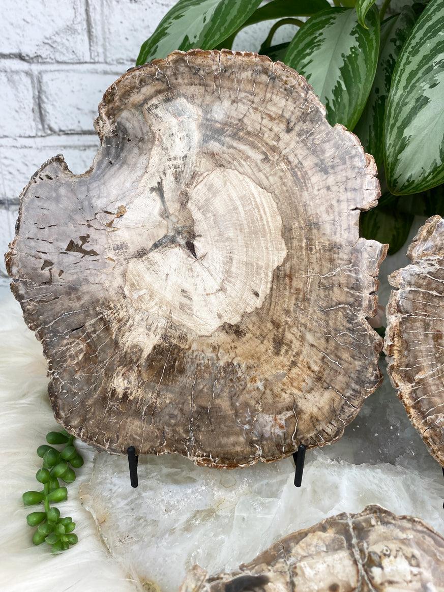 Indonesia-Petrified-Wood-Slice
