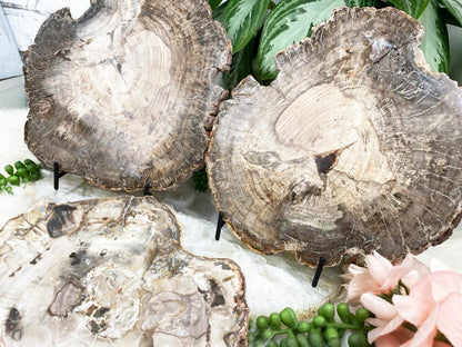     Indonesian-Petrified-Wood-Slice