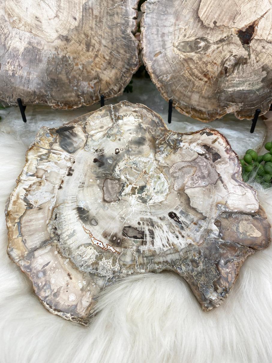 Light-Petrified-Wood-Slice