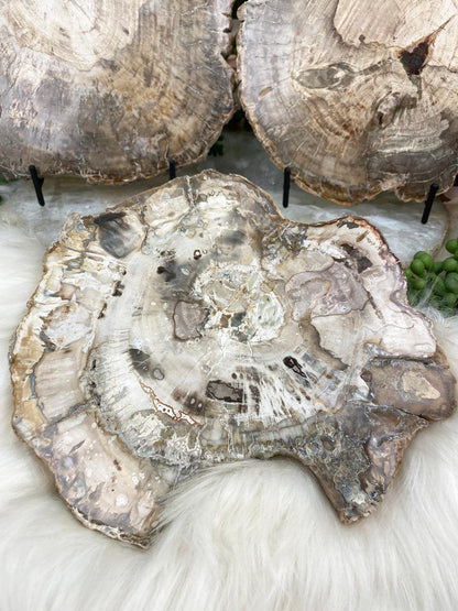 Light-Petrified-Wood-Slice