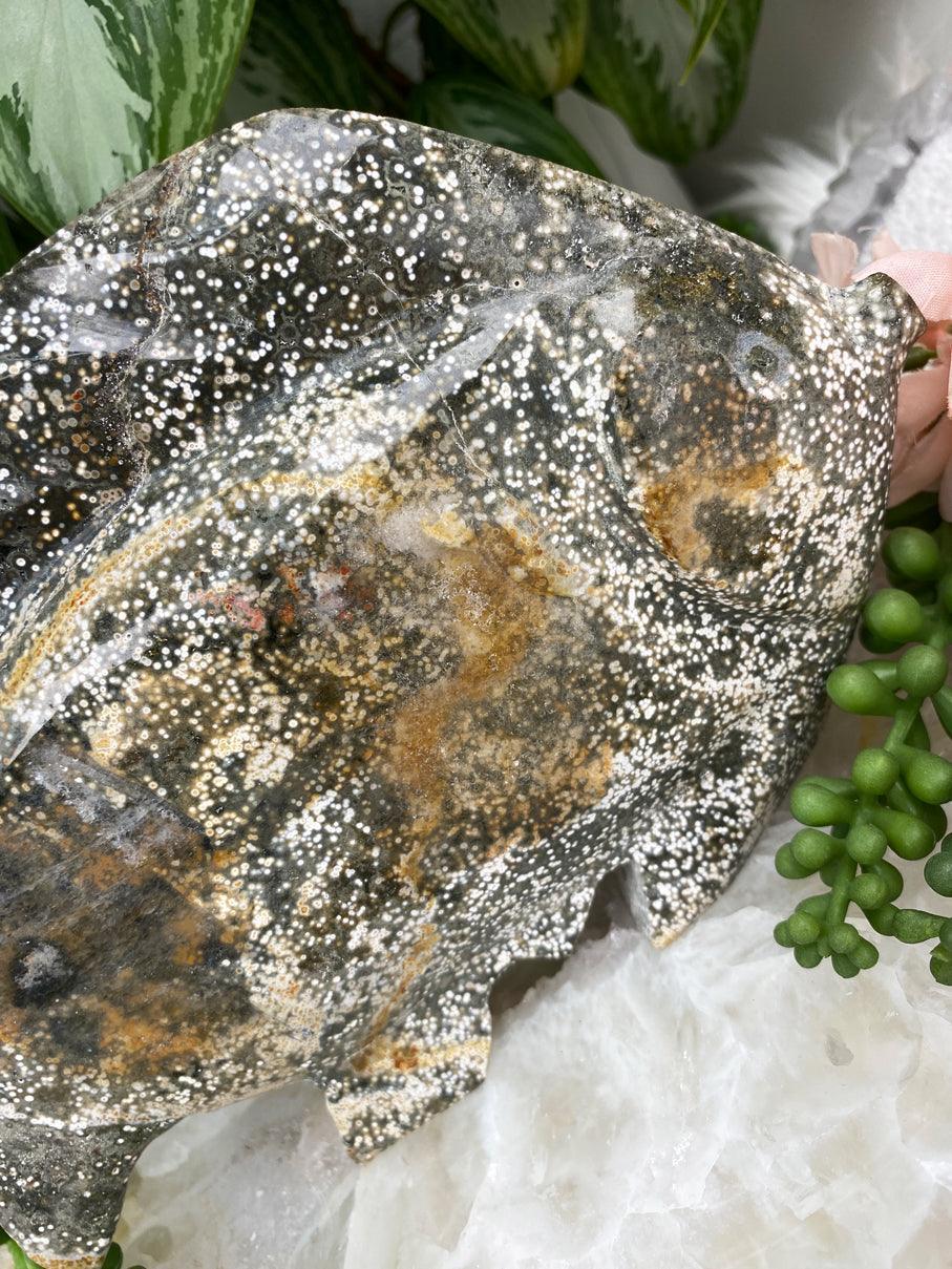 Ocean-Jasper-Fish-Close-Up