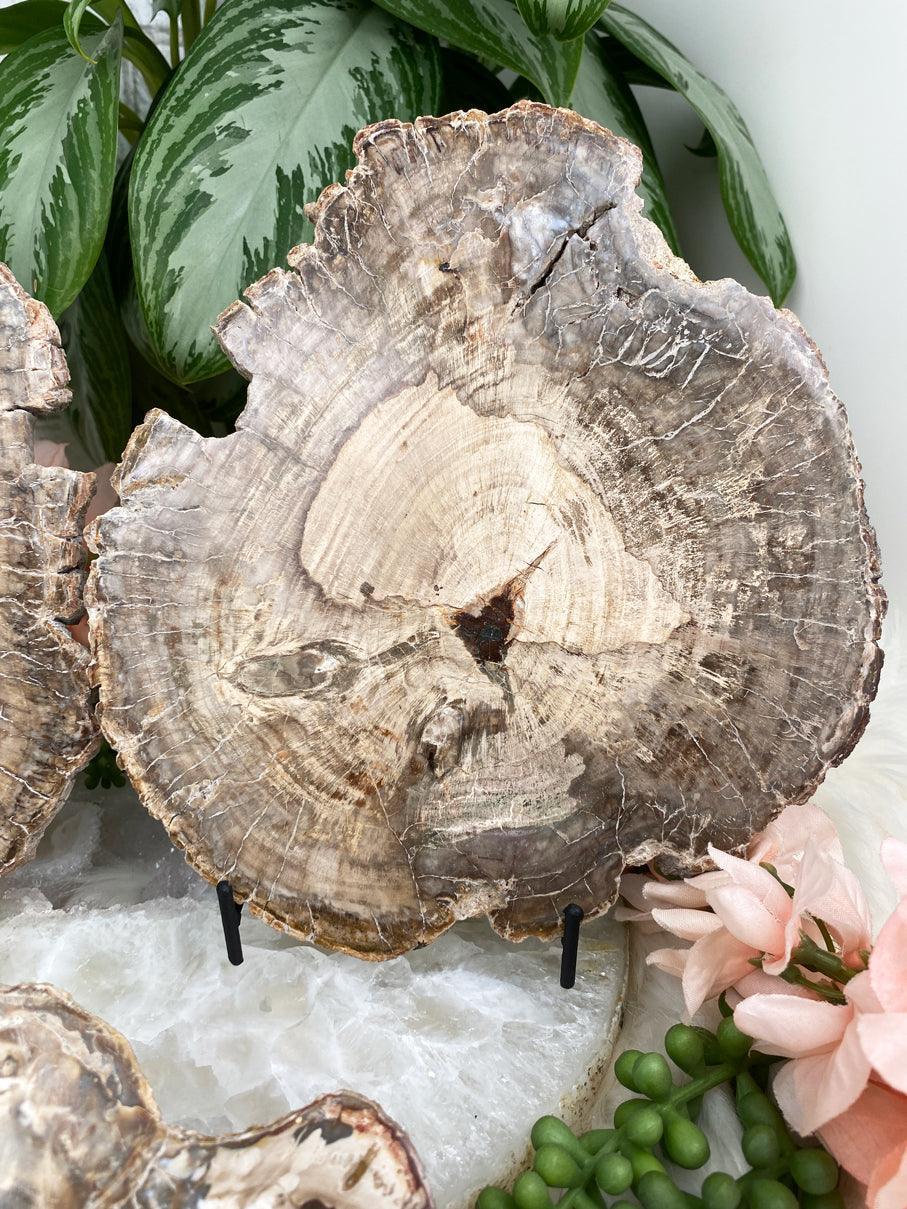 Petrified-Wood-Slice