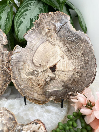 Petrified-Wood-Slice