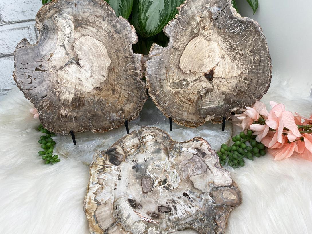 Petrified-Wood-Slices-Indonesia