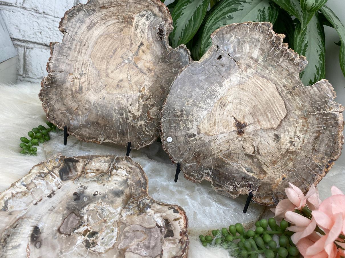 Petrified-Wood-Slices