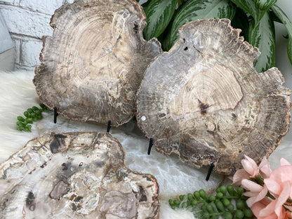 Petrified-Wood-Slices