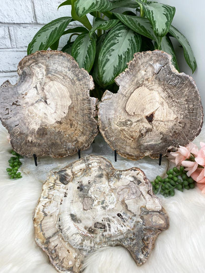 Petrified-Wood-from-Indonesia