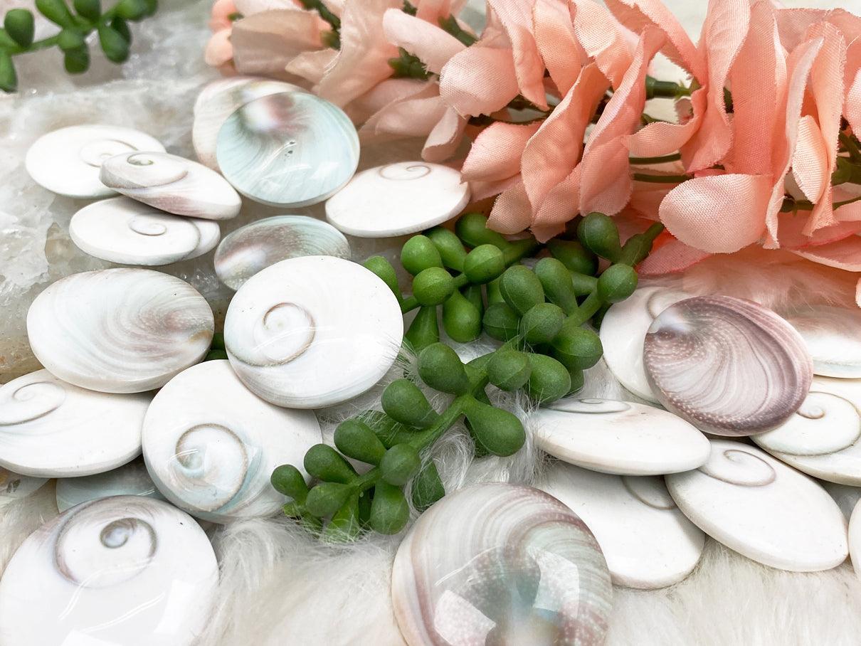 Shiva-Eye-Shells