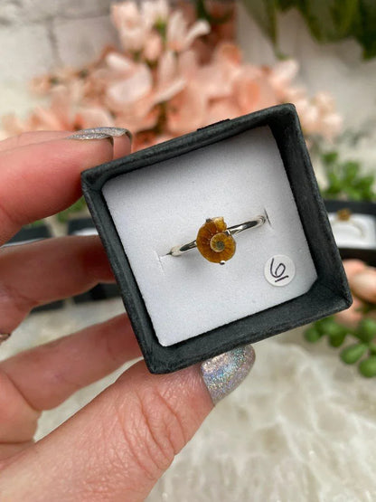 Size-6-Ammonite-Ring-Sterling-Silver-Band