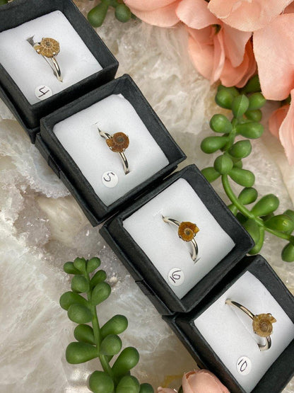 Sterling-Silver-Ammonite-Rings-for-Sale
