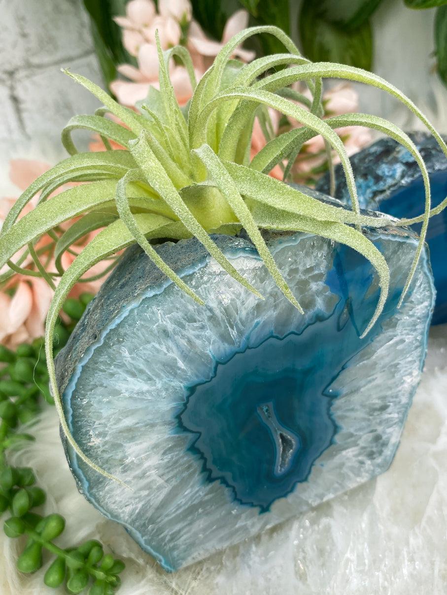 Teal-Agate-Air-Plant-Holder