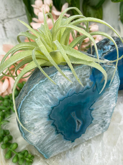Teal-Agate-Air-Plant-Holder