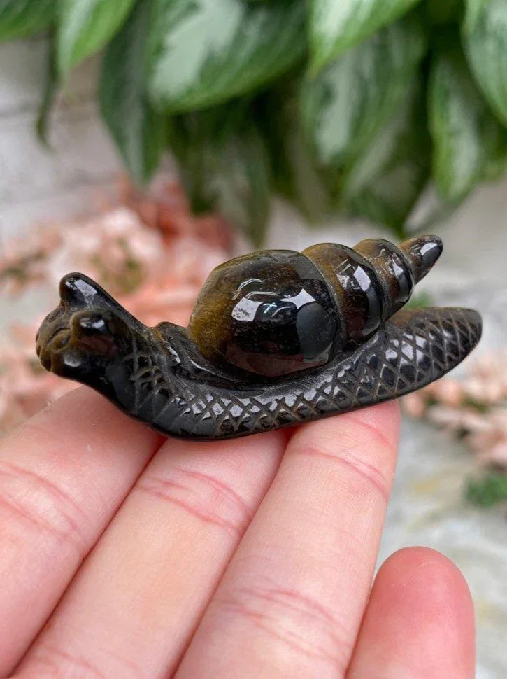 Tigers-Eye-Snail