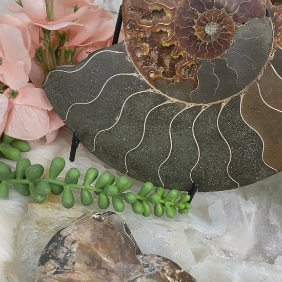 ammonite-fossil-pairs-for-sale