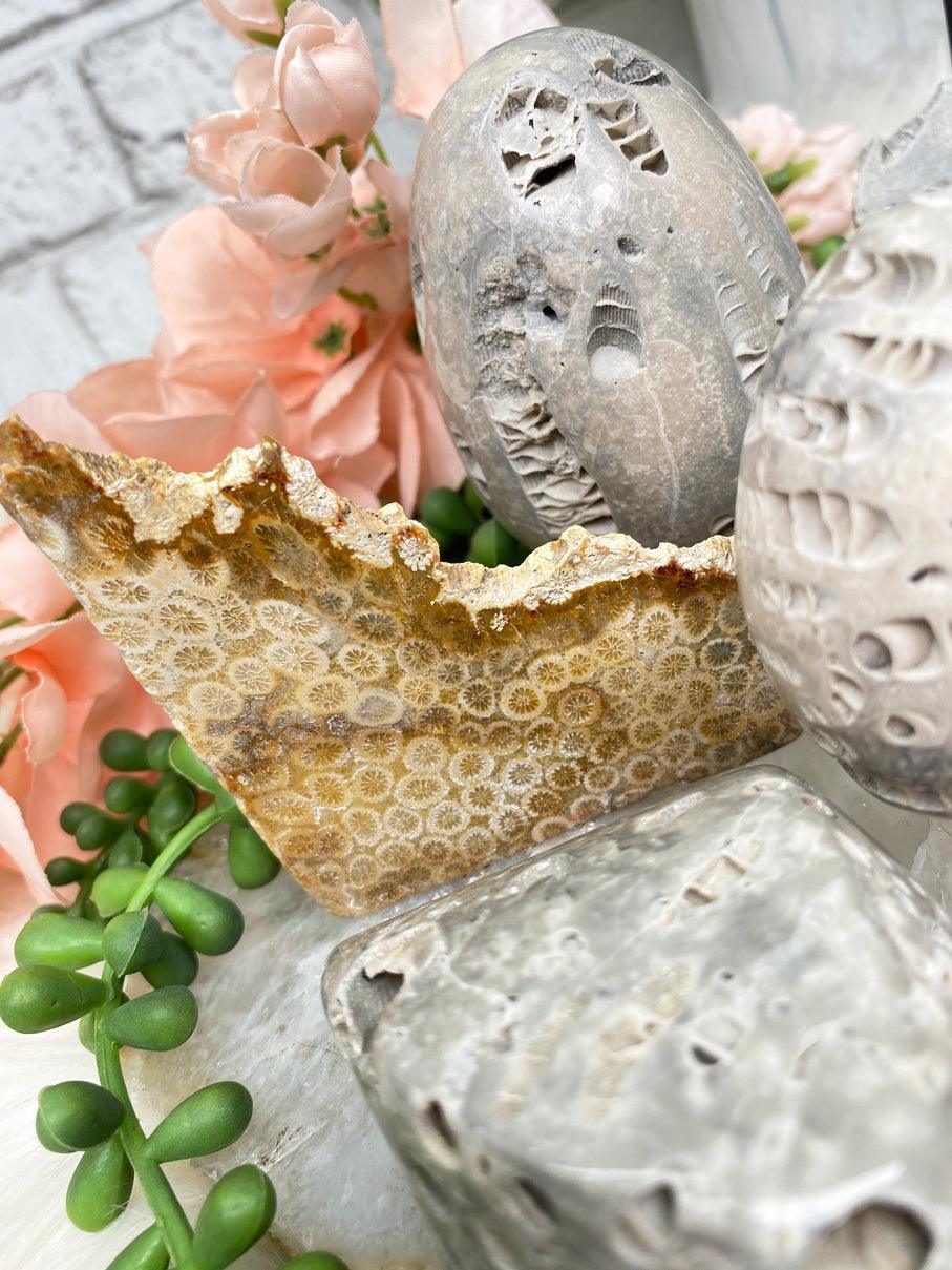 fossil-coral-crystals-for-sale