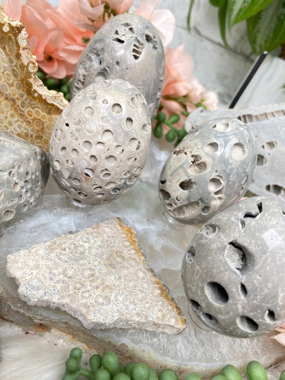 fossil-coral-eggs-and-slices