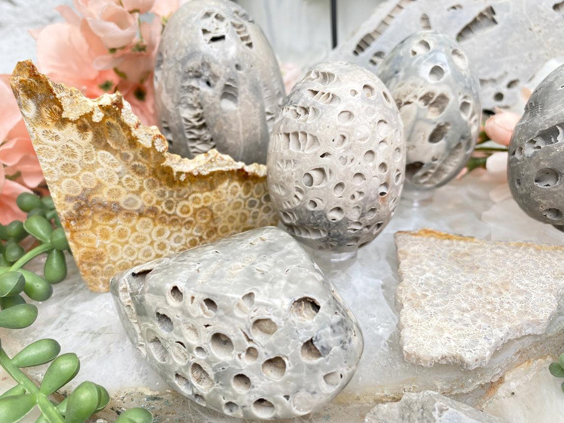 fossil-coral-for-sale