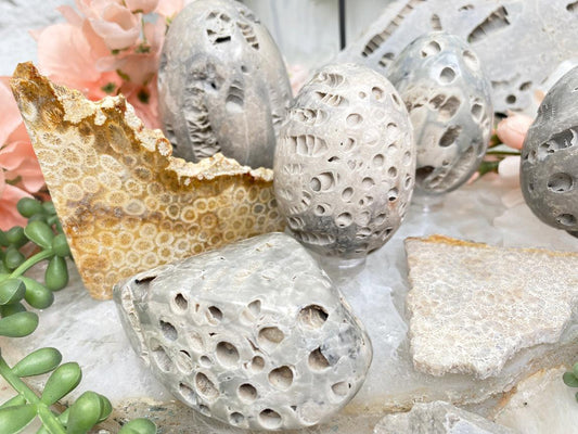 fossil-coral-for-sale