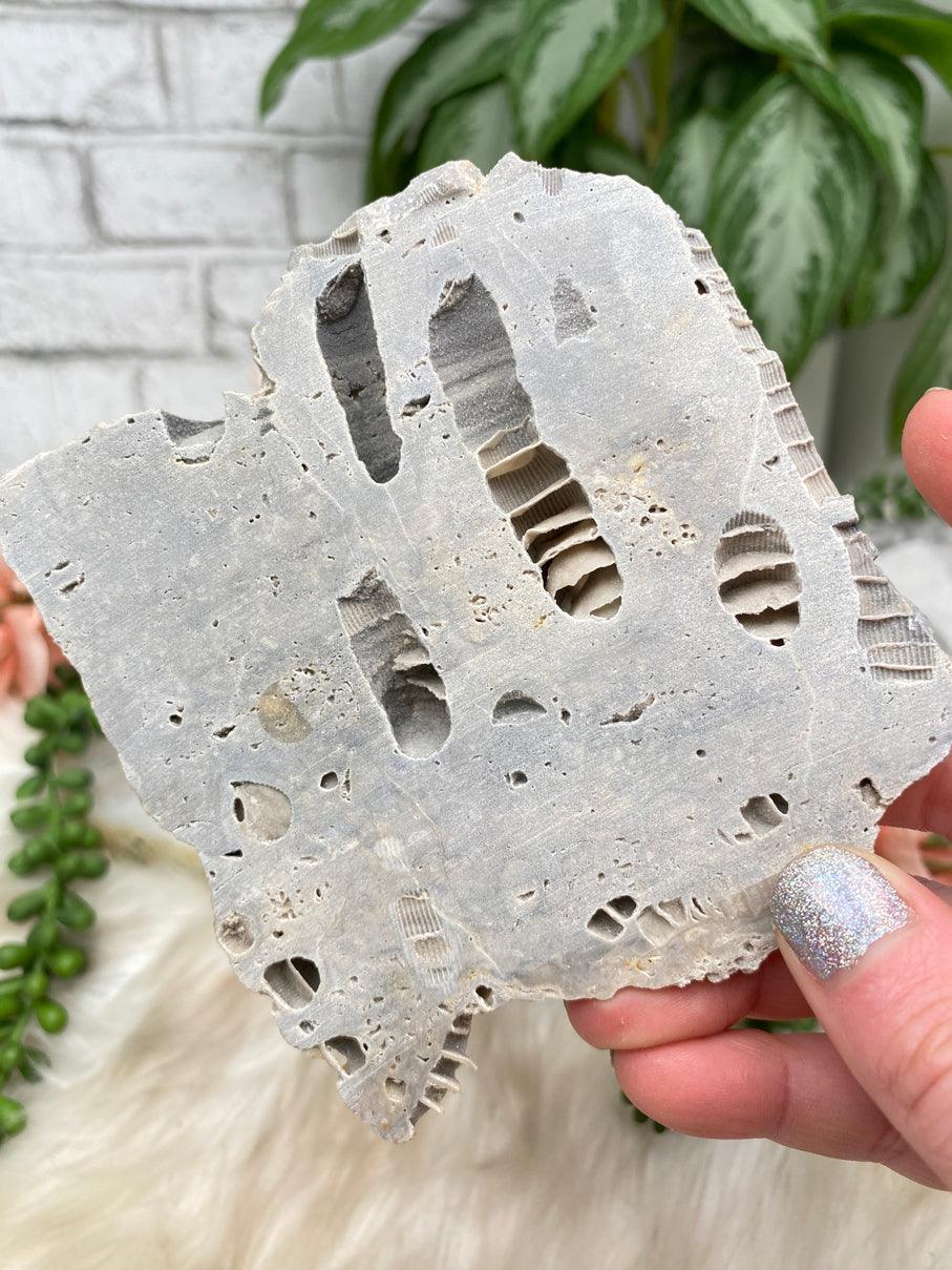 gray-fossil-coral-square-slice