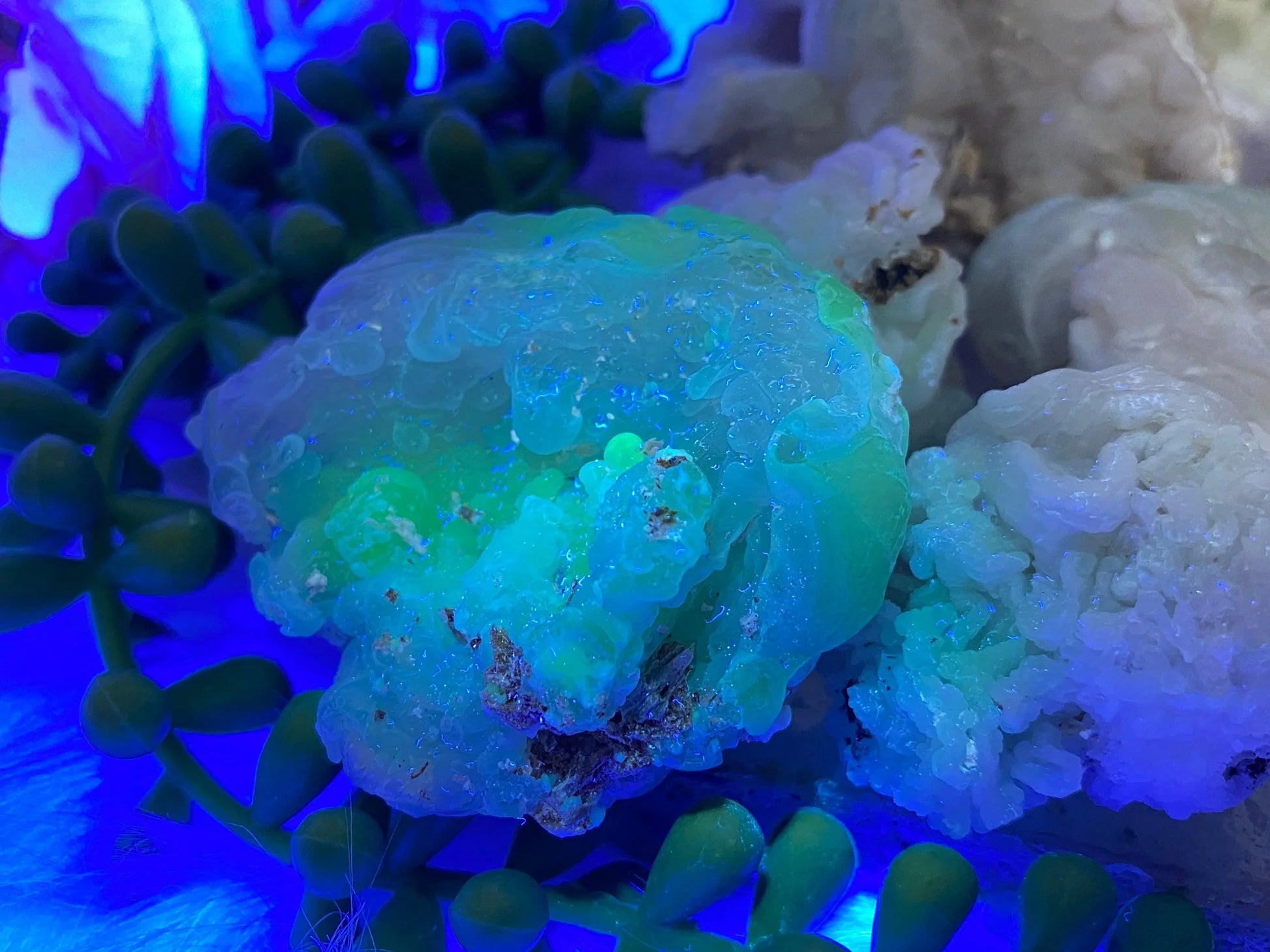 lightgreenuvchalcedonyrose