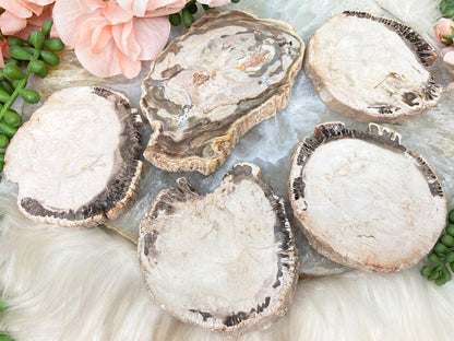 indonesian-petrified-wood-slices