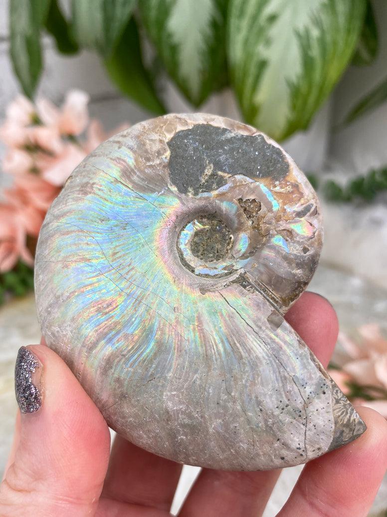 rainbow-ammonite-fossil