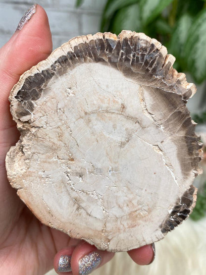 small-indonesian-petrified-wood
