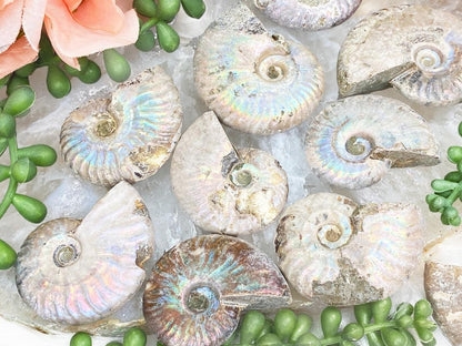 small-rainbow-ammonite-fossils