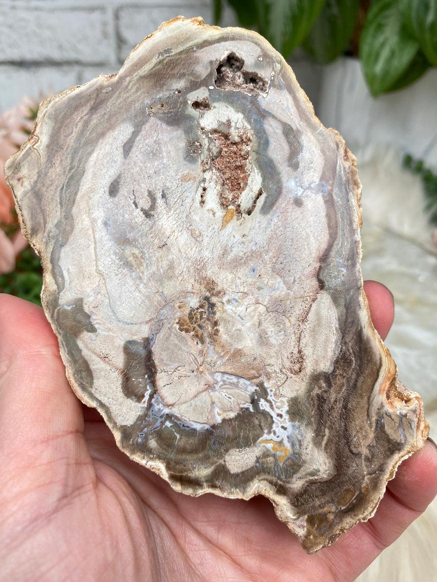 tan-brown-petrified-wood-slice