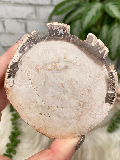 tan-petrified-wood
