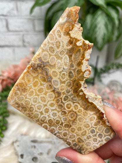 yellow-fossil-coral-slice